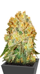 Marmalate fem (Delicious Seeds) семена конопли