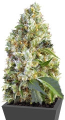 Indigo Berry Kush fem (Sweet Seeds)