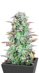 Strawberry Banana Auto fem (FastBuds) семена конопли