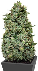 Cookies Kush fem семена конопли