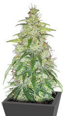 Original Auto Critical fem (FastBuds) семена конопли