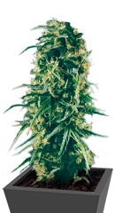 Hawaiian Snow fem (Green House Seeds) семена конопли
