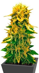 Sugar Black Rose Auto fem (Delicious Seeds) семена конопли