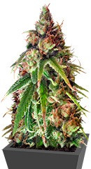 Ganj-nam Style fem (Dr. Krippling Seeds) семена конопли