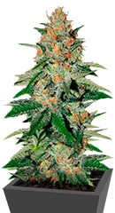 Delicious Candy fem (Delicious Seeds) семена конопли