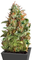 Auto American Pie fem (Pyramid Seeds) семена конопли