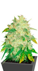 Il Diavolo Auto fem (Delicious Seeds) семена конопли