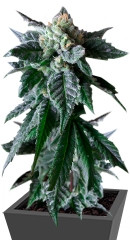 Sweet Mango Auto fem (Green House Seeds) семена конопли
