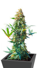 DO-SI-DOS fem (Cali Buds Seeds) семена конопли