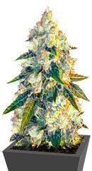 Jack Herer fem (Vision Seeds)