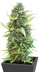 Colombian Gold fem (World of Seeds)