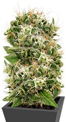 Original Strawberry Cough fem (Dinafem Seeds)