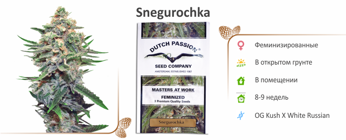 конопля Snegurochka Snegurochka