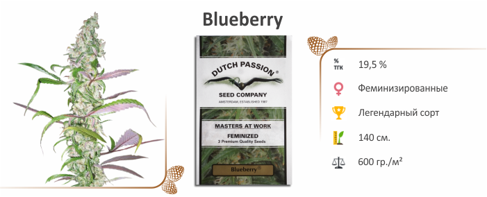 Blueberry