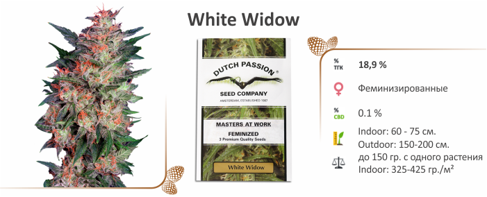 White Widow