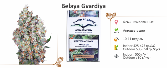 Каннабис Belaya Gvardiya Belaya Gvardiya