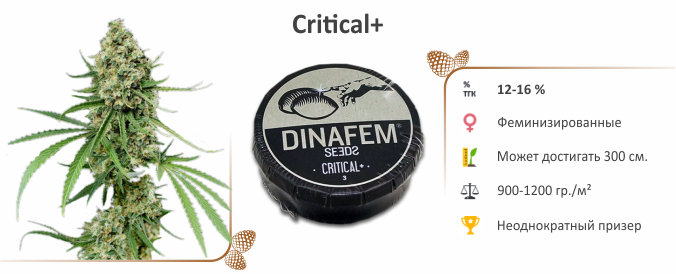 Critical+ Critical+